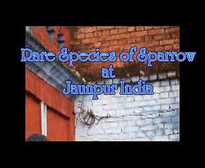 Rare Species of Indian Sparrow