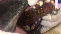Vet discovers Asian ladybug infestation inside dog’s mouth