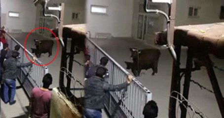 Öğrenci Yurdunun Bahçesinde Boğa Paniği! Zorla Etkisiz Hale Getirildi