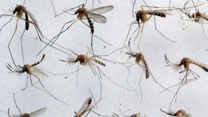C'est notre planète - Zika : le Brésil lâche des moustiques mutants pour vaincre le virus