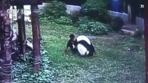 Happé par un panda... pour impressionner sa copine