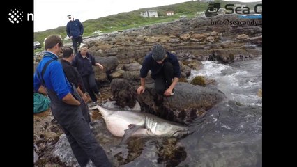 Group of divers attempt to save dying great white shark