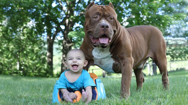 giant pitbull
