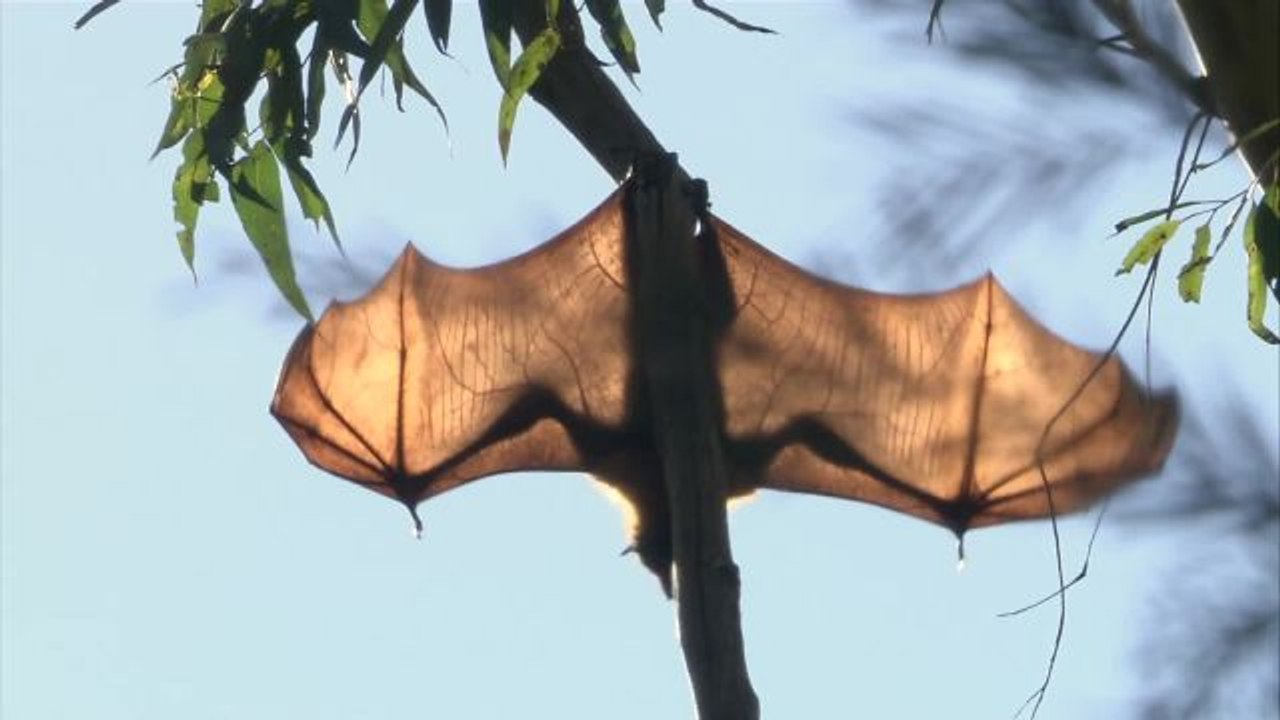 How Fast Are Bats? Faster Than You Even Know