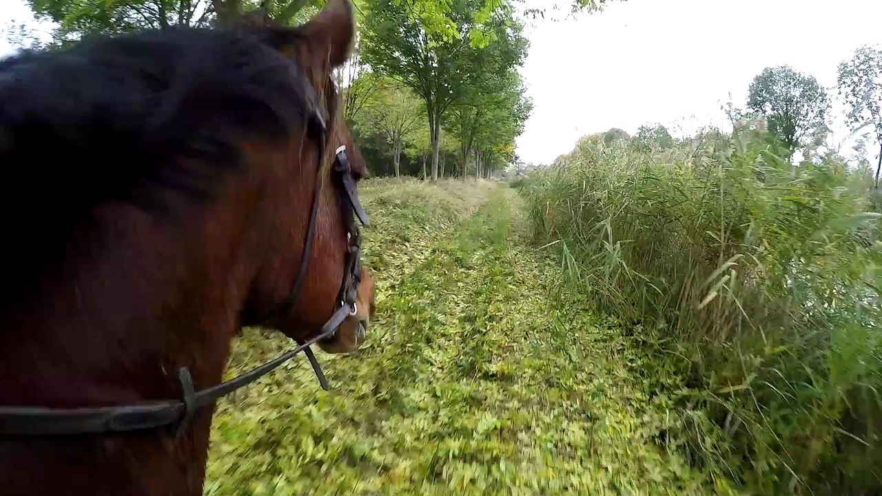 Dernier galop avec Derby
