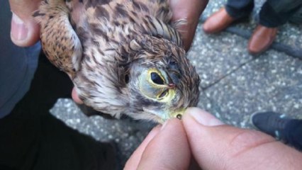Suriyelilerin 'Vicdansız' Güvercin Avlama Yöntemi Baskına Gidenleri Şaşırttı
