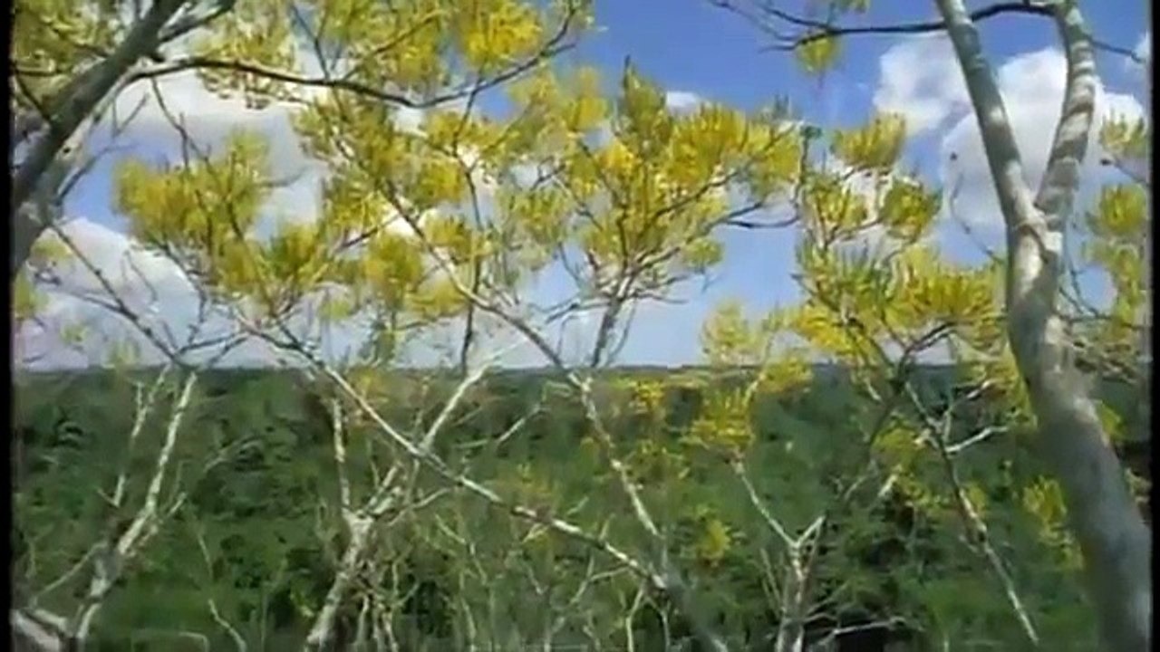 Nature Jaguar Year of the Cat ANIMAL DOCUMENTARY