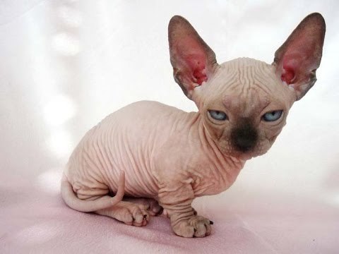 The most strange- bizarre cats you will never seen 2016 - 2017
