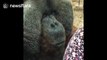 Orangutan kisses pregnant woman's belly through window