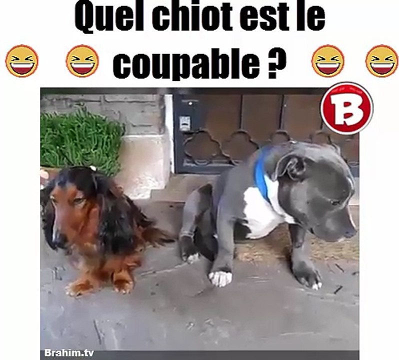 quel chiot est le coupable