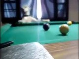 Il cane che sa giocare perfettamente a biliardo