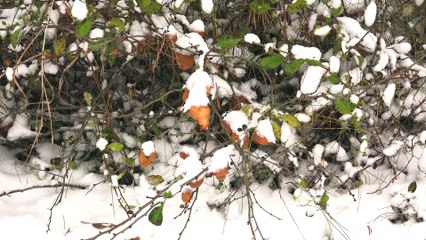 15 ноября 2015 года