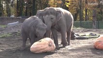 Elephants Smash Pumpkins in Annual Halloween Kickoff