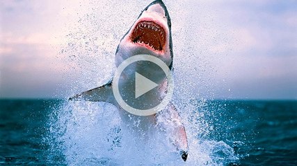 Tubarão é filmado comendo vaca no meio do mar!