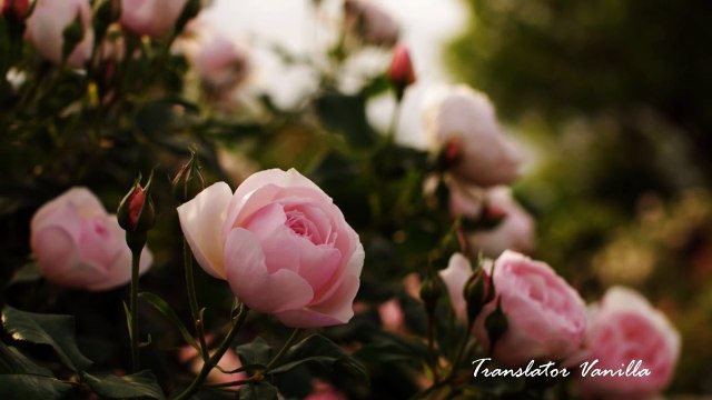 Ara-Ne-Olursun -Tuvana-Trkay -HwnaTurkya.CoM