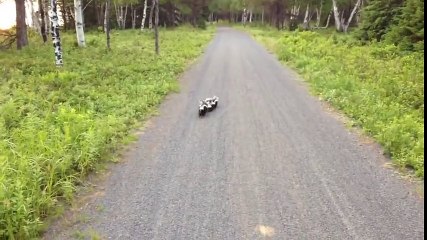 Bisikletçinin Karşılaştığı Kokarca Ailesi