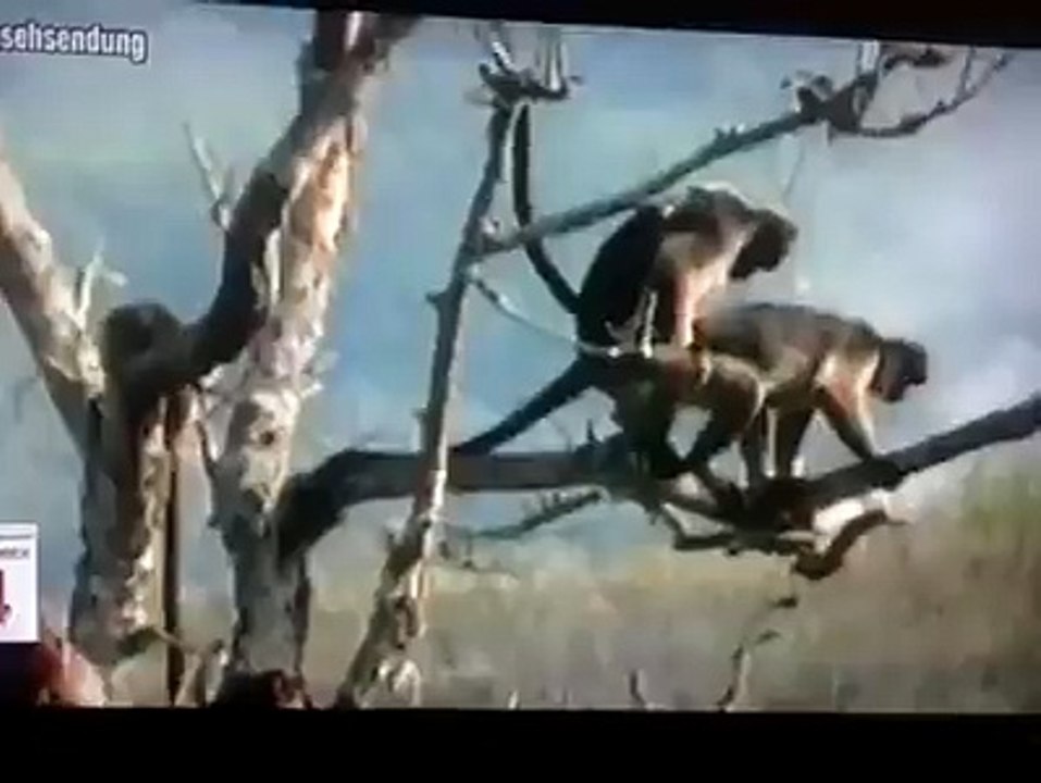 monos ociosos lol Diwali Special Aarti Songs | Bhakti Songs Hindi | Laxmi Puja 2016 Special