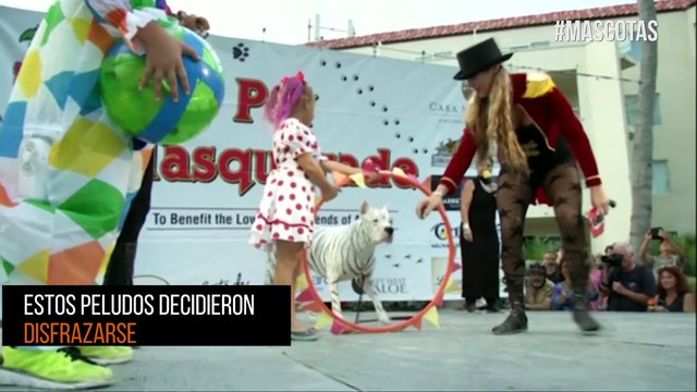 ¡Disfraces de cuatro patas! El divertido desfile de mascotas en Halloween