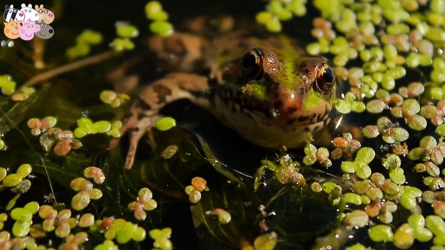 Свинка Пеппа - мультик про лягушку. Свинка Пеппа мультик