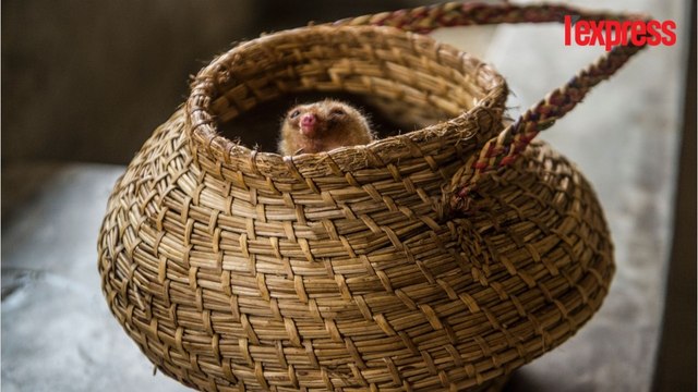 Au Pérou, deux fourmiliers nains sont les stars d'un zoo