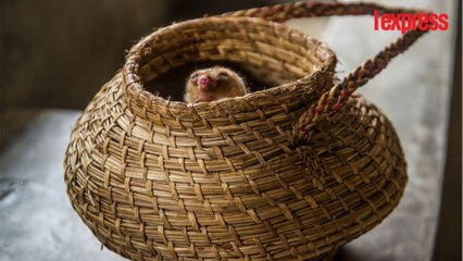 Au Pérou, deux fourmiliers nains sont les stars d'un zoo