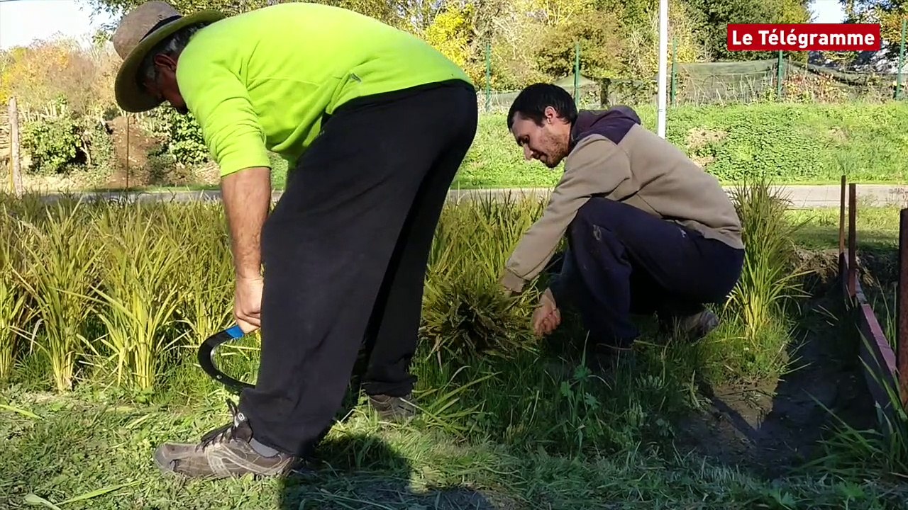 Evran (22). Voici la première récolte de riz en Bretagne !