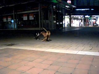 Illegal dogfight ! Olde English Bulldog vs. Rhodesian Ridgeback  -))