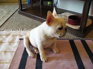 Lego, French Bulldog, Bark!