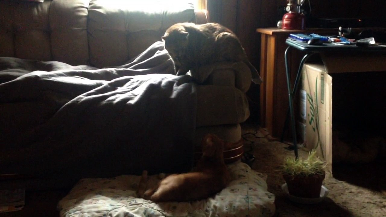 Endo And Floki Indulging In Cat And Kitty Play