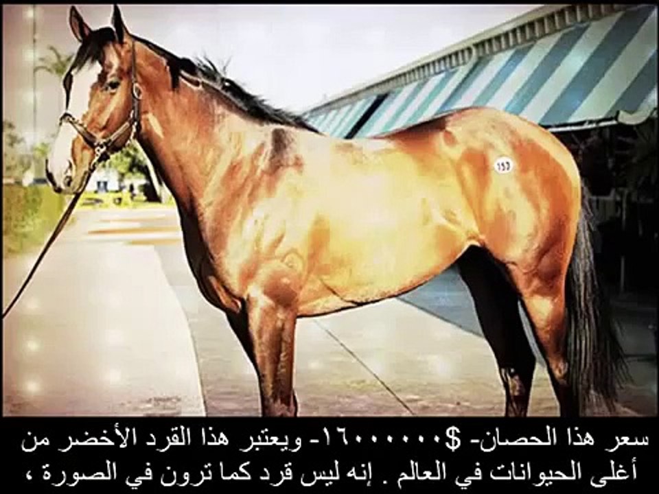 اغلى واجمل 10 حيوانات في العالم -