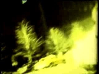 Zenzile - Smell the roses