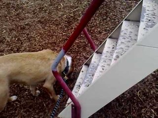 Dog Uses Slide and Makes Every Human Watching Jealous