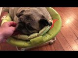 Cute Pug Still Thinks He Is the Baby in the Family