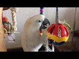 Culturally-Aware Cockatoo Channels Inner Miley Cyrus