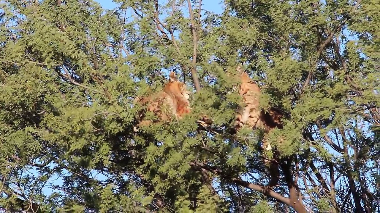 Affrontement entre 2 félins au sommet d'un arbre !