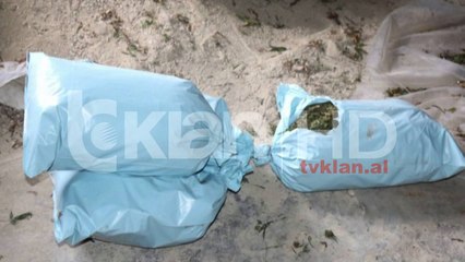 Sekuestrohen 343 kg kanabis, 11 të arrestuar