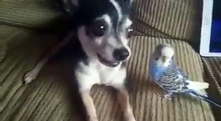 Dog and Bird Playing Together - Dog and Bird Friendship