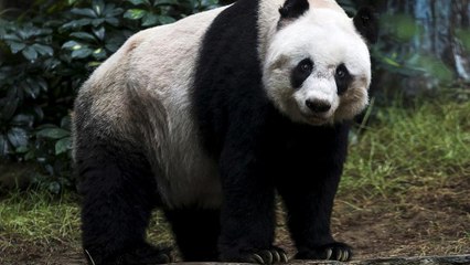 Панда у китайському зоопарку завалила непроханого гостя