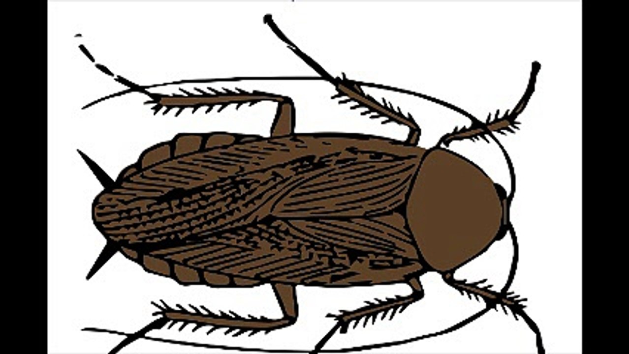 Απεντομώσεις κατσαρίδες Άγιος Δημήτριος 2ΙΙ.4ΙΙ4ΙΙΟ Απολυμάνσεις κατσαρίδες Άγιος Δημήτριος Μυοκτονίες Άγιος Δημήτριος μυρμήγκια σκόρο ψύλλους τσιμπούριακουνούπια μύγες ποντίκια κοριούς σαράκι Disinfestation cockroaches Ayios Dimitrios Deratization Ayios