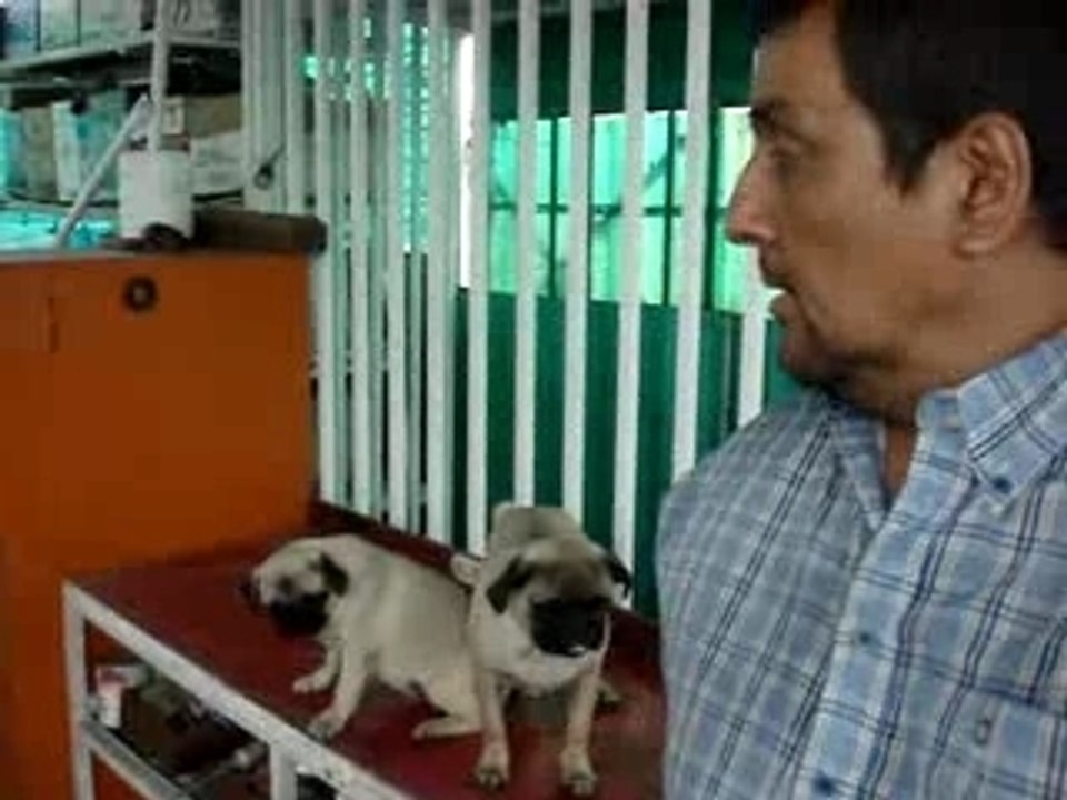 cuando tenia mis pugs