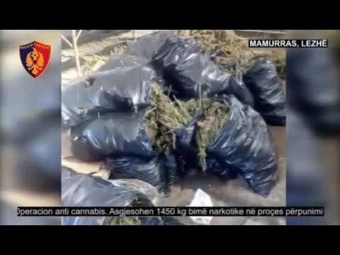 Ora News – Magazinë droge në Mamurras, asgjesohen 1450 kg kanabis