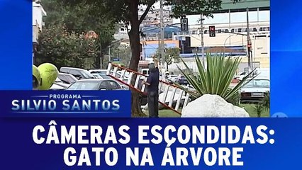 Câmeras Escondidas:Gato na Árvore