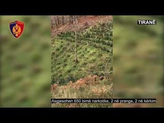 Ora News – Tre parcela me kanabis në Shëngjergj, arrestohen dy punëtorët