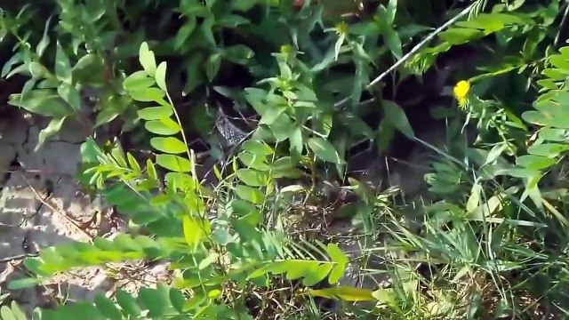Wild Animals TV _6 @ Snake attack - Rattlesnake hunt, Snake vs mongoose, Snake attack Frog