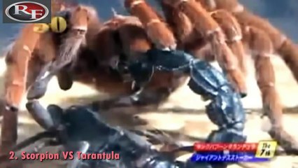 TOP 10 SCORPION ATTACKS -- Scorpion vs Snake, Widow, Tarantula, Shrew, Ant, Giant.
