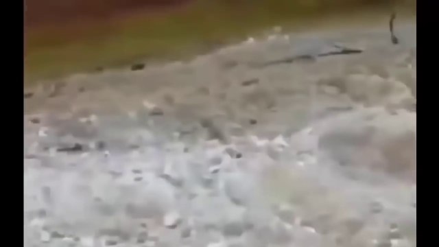 Worlds biggest python snake found on Earth - Biggest Python Snake - Giant Anaconda