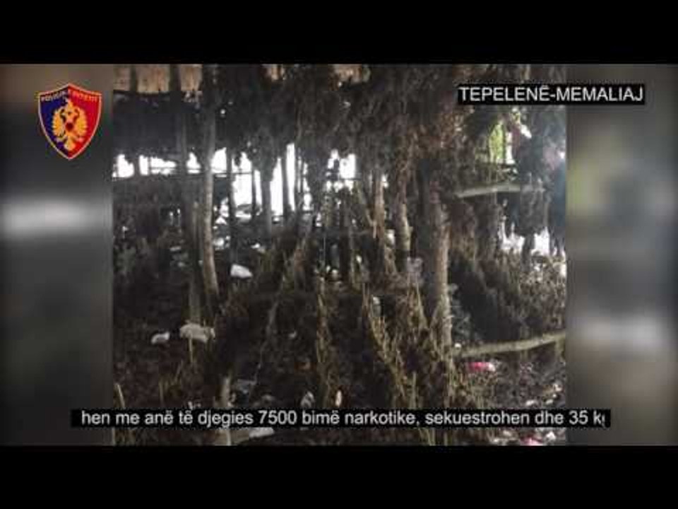Report TV - Gjirokastër, 80 policë asgjësojnë 7500 bimë dhe 35 kg kanabis