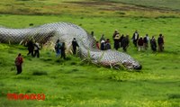 ANACONDAS GIGANTES REALES: Anacondas mas grandes del mundo – Animales salvajes