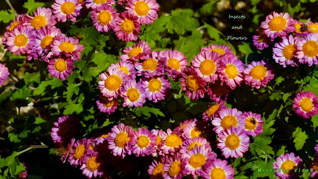 Insects and Flowers in 4K