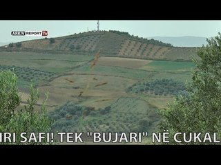 Report TV - Made in Albania gjen vaj ulliri safi! Tek "Bujari" në Cukalat